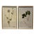 Pair of Kristina Fine Botanical Leaf Art Prints – Blue Lace & Bunchberry, Framed For Sale