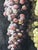Oil on canvas with motif of two bunches of grapes. 18th century. Canvas measurements 47 x 36 cm. Total measurements with...