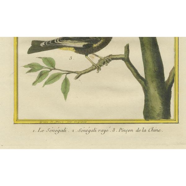 Martinet and Buffon, Exotic Birds of the World, 1700s, Print For Sale - Image 3 of 7