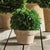 Farmhouse Boxwood Ball In Pot Medium For Sale - Image 3 of 6