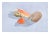 Gorgeous watercolor of seashells by Northern California artist Barbara I. Gibson (American, 20th Century).Signed "Barbara...