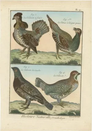 Bernard, Four Birds, 1792, Hand-Colored Copper Engraving