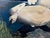 Realism Theo Dodge Signed Oil, Two Swans on the Water, Palatka Florida For Sale - Image 3 of 10