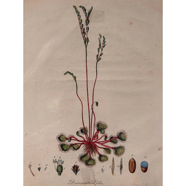 An original late 18th-century hand-colored copperplate botanical engraving depicting Drosera rotundifolia, the round-leaf...