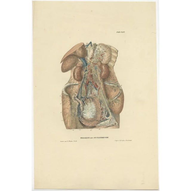 Anatomy Illustrations of Vessels and the Lymphatic System, 1839, Prints, Set of 13 For Sale - Image 14 of 15