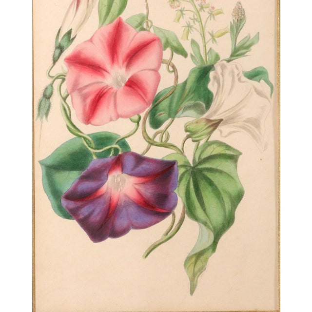 Lessons From the Vegetable World: Robert Mackenzie Stark Botanical Prints 1858 For Sale In Philadelphia - Image 6 of 13
