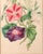 Lessons From the Vegetable World: Robert Mackenzie Stark Botanical Prints 1858 For Sale In Philadelphia - Image 6 of 13
