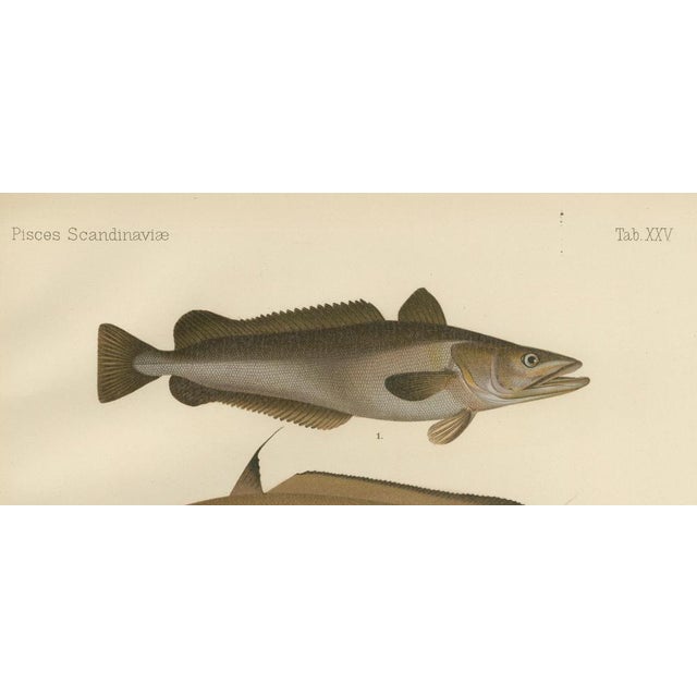 Late 19th Century Wilhelm von Wright and C. Erdmann, Hake, Blue Ling, Tadpole Fish, and Cod, 1895, Lithograph on Paper For Sale - Image 5 of 10