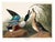 John James Audubon Shoveller Duck From Birds of America, Vintage Art Print Reproduction, 24″ × 18″ For Sale
