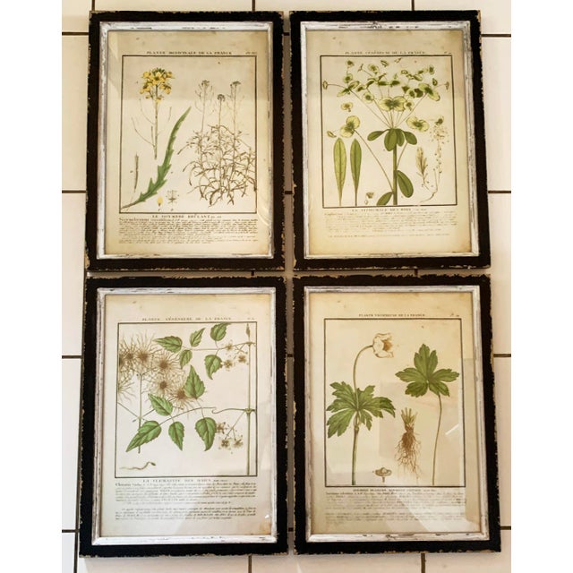 Vintage French Botanical Prints Reproductions Framed - Set of 4 | Chairish