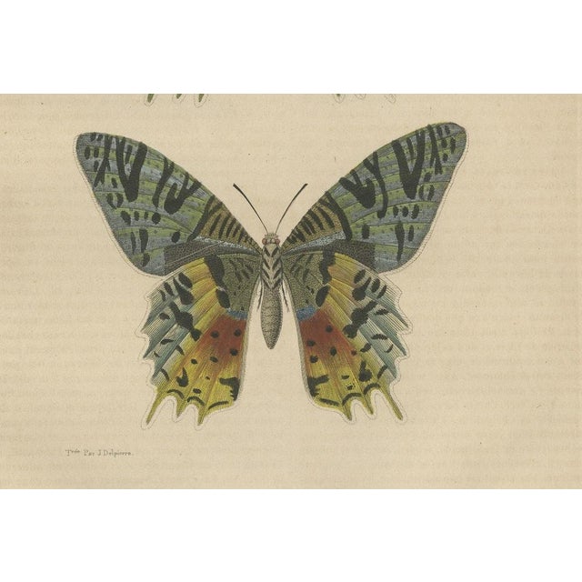 Drapiez, Urania Prometheus, Lepidoptera, 1845, Print For Sale - Image 4 of 6