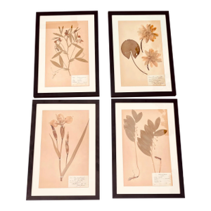 4 Authentic Antique Pressed Wildflowers Botanicals 1900s Beautifully Composed Swedish Herbarium Specimens Professionally Framed