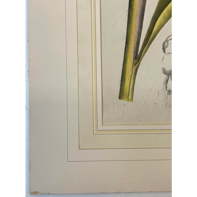 19th C. Hand Colored Botanical "Alpinia Nutans Rosc." Lithograph For Sale - Image 4 of 12