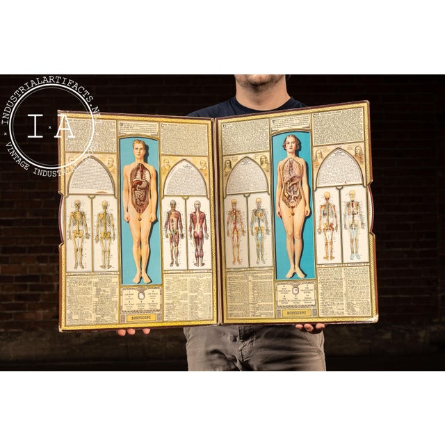 Art Deco Vintage “Bodyscope” Rotating Anatomical Chart by Ralph H. Segal For Sale - Image 3 of 11