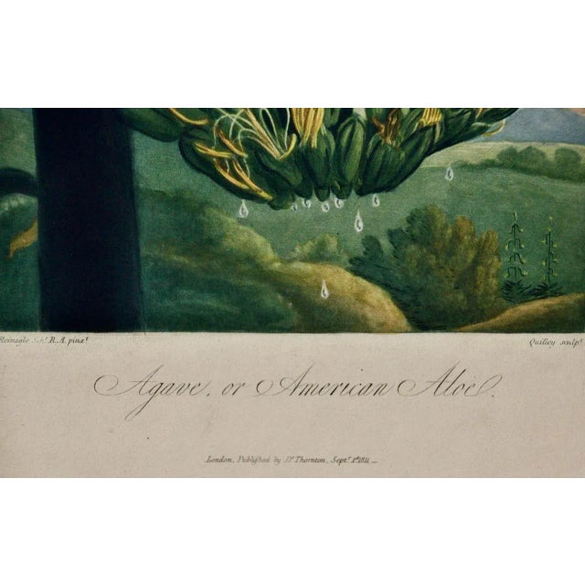 Agave or American Aloe: A Framed Hand-Colored Engraving From Robert Thornton, 1811 For Sale - Image 4 of 8