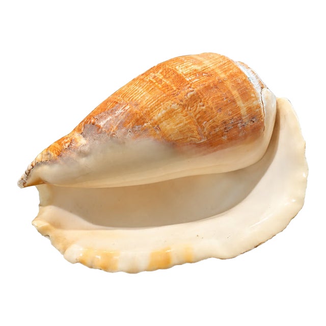 7 Inch Natural Seashell in Cream and Warm Peach Tones For Sale