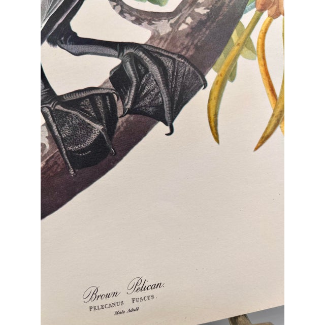 John James Audubon 1964 Audubon Folio Lithograph Great Bird Paintings - "Brown Pelican" 17x14 For Sale - Image 4 of 6