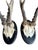 Pair of 1950s Roe Deer Trophies 899 Black Forest Antlers For Sale - Image 4 of 5