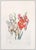 Surrealism Late 20th Century Gladiolus Cum Aurium Corymbo Expectantium Surreal Red Drypoint Etching and Heliogravure Salvador Dalí For Sale - Image 3 of 7