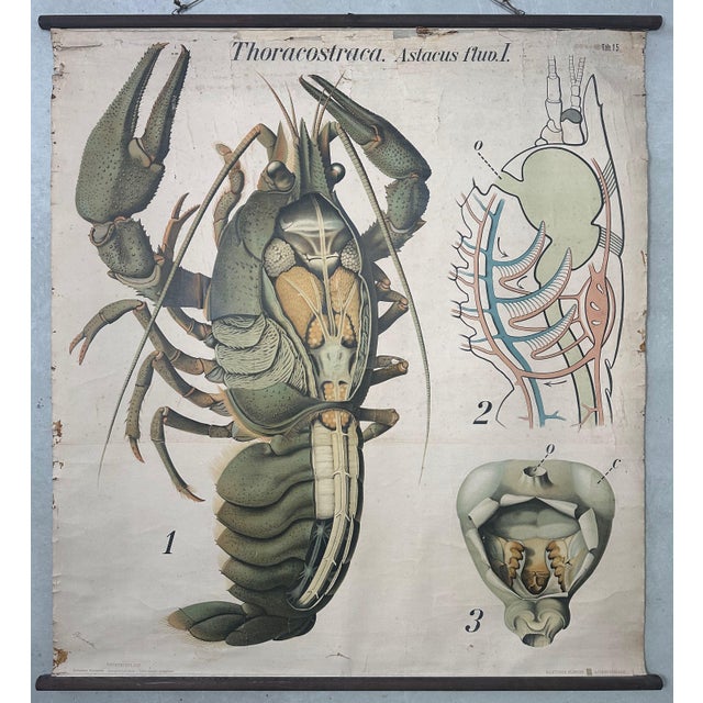 Vintage Linen School Map of The Lobster, 1940s For Sale - Image 3 of 14