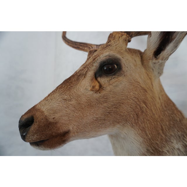 Tan Spotted Deer Head & Bust Mount For Sale - Image 8 of 15