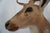 Tan Spotted Deer Head & Bust Mount For Sale - Image 8 of 15