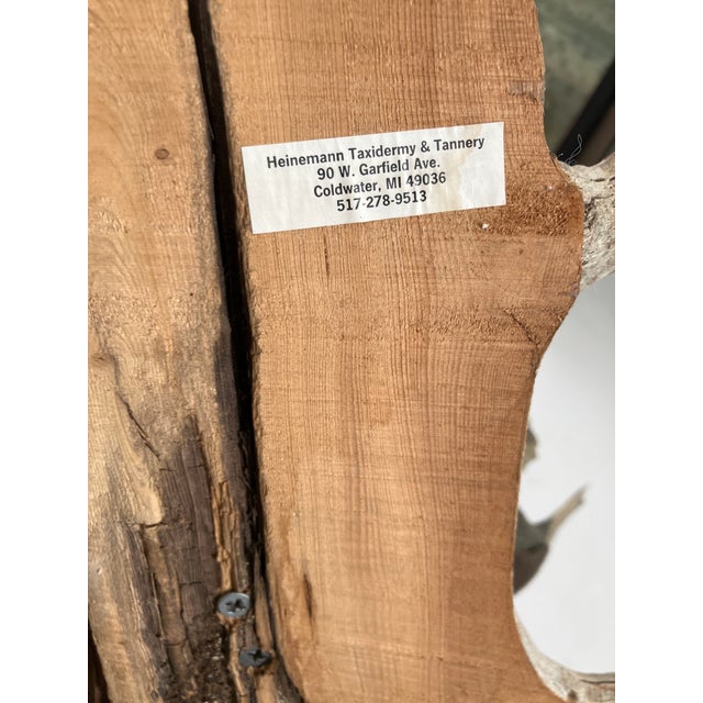 Brown Largemouth Bass Taxidermy by Heinemann Taxidermy-American Sporting Folk Art, Mid-20th Century For Sale - Image 8 of 14