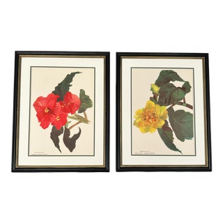 Framed Vintage Botanicals - Authentic 1946 Paris Begonia Prints For Sale
