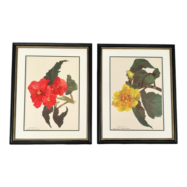 Framed Vintage Botanicals - Authentic 1946 Paris Begonia Prints For Sale