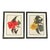 Framed Vintage Botanicals - Authentic 1946 Paris Begonia Prints For Sale