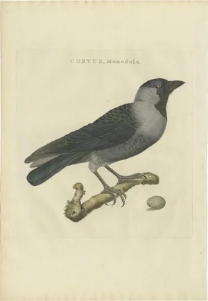 Antique Bird Print of the Western Jackdaw by Sepp & Nozeman, 1797