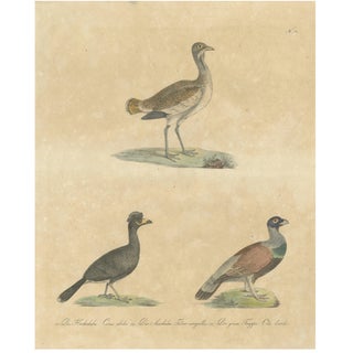 Karl Joseph Brodtmann, Game Birds & Bustard, 1816, Lithograph For Sale