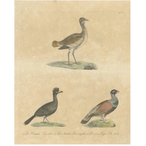 Karl Joseph Brodtmann, Game Birds & Bustard, 1816, Lithograph For Sale