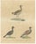 Karl Joseph Brodtmann, Game Birds & Bustard, 1816, Lithograph For Sale