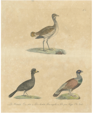 Karl Joseph Brodtmann, Game Birds & Bustard, 1816, Lithograph
