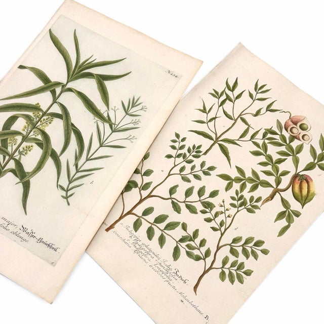 Green Set of 2 18th C. Antique Botanical Prints | Hand-Colored Mezzotints | Indigo & Water Speedwell by Johann Wilhelm Weinmann For Sale - Image 8 of 9