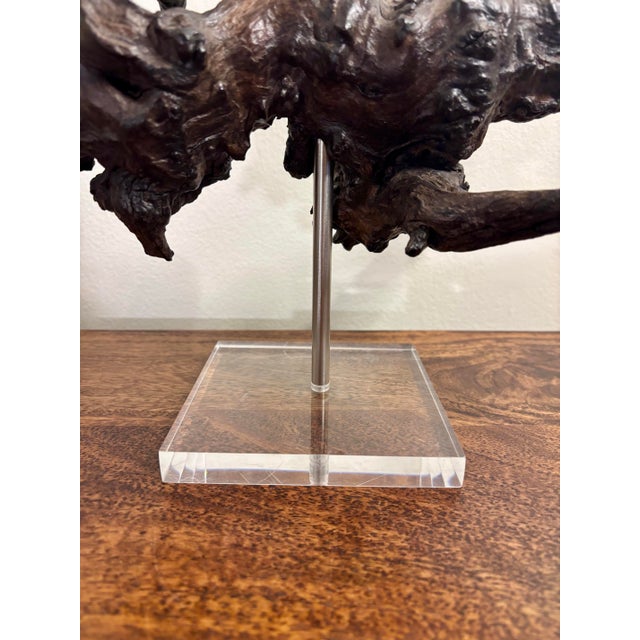 Vintage Natural Burl Wood Abstract Dragon Sculpture on Lucite Base, Coastal Modern For Sale In Miami - Image 6 of 9