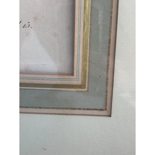 Antique Jacques Barraband Green Parrot Engraving, Plate Xv, Early 19th Century, Gilt Framed For Sale In Savannah - Image 6 of 12