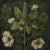 2020s 18" X 18" Original Botanical Fine Art Print - Dark Green Grisaille For Sale - Image 5 of 5