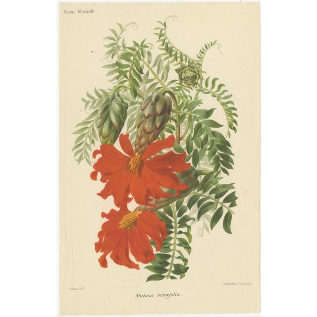 Vintage Botanical Illustrations from Revue Horticole, 1855, Set of 8 For Sale - Image 4 of 10