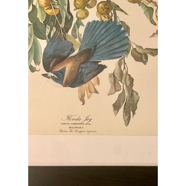 American 1960s Pair Audubon Folio Prints John James Audubon Florida Jay and Pileated Woodpecker Framed Black Matte. For Sale - Image 3 of 12