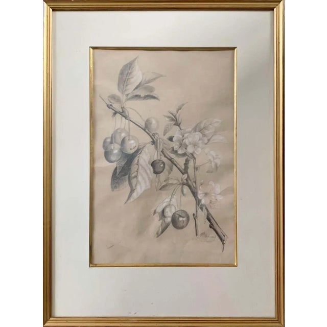 École Française, Cherry Botanic Drawing, Early 20th Century, Paper For Sale - Image 10 of 10