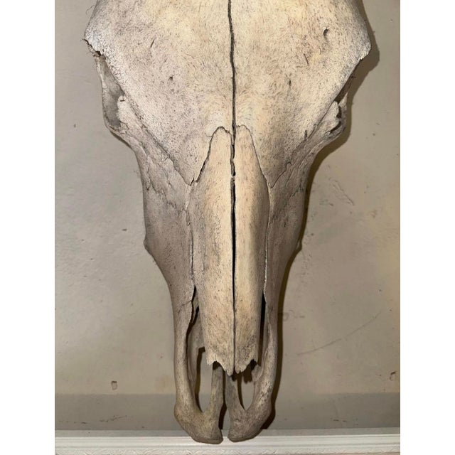 Authentic steer skull, mountable for a rustic addition to any interior. Please confirm pickup location (Brooklyn or New...