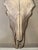 Authentic steer skull, mountable for a rustic addition to any interior. Please confirm pickup location (Brooklyn or New...