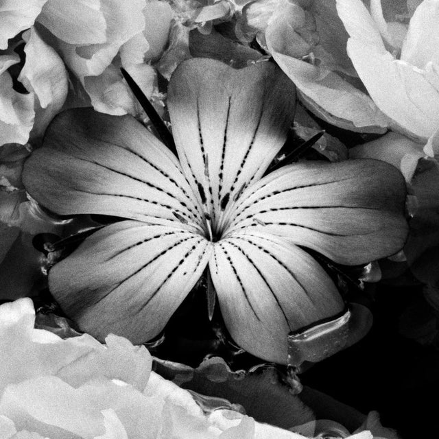 This black-and-white photograph was made using an analogue large-format camera, allowing for precise tonal separation and...