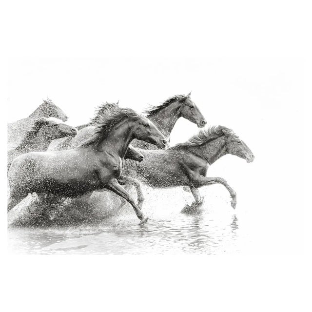 Tunart, Herd of Wild Horses Running in Water, Photographic Paper For Sale