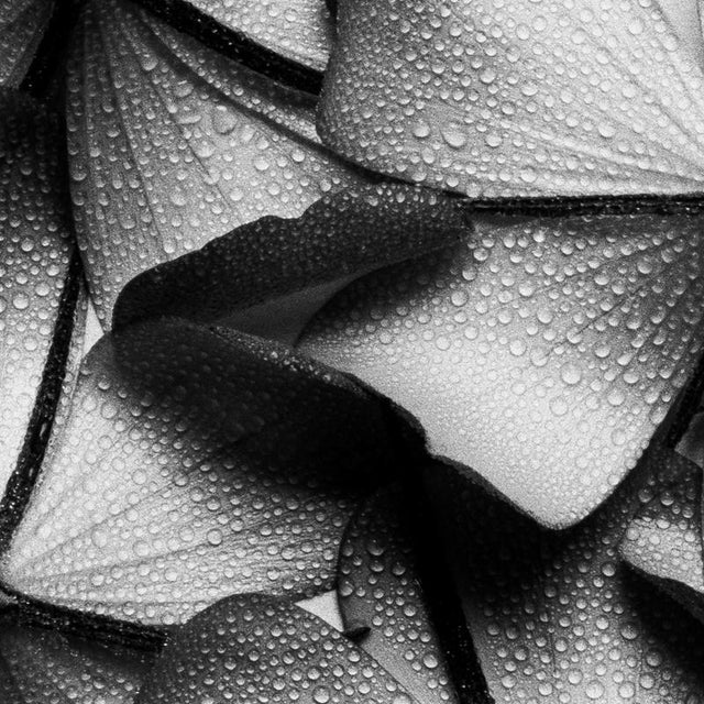 Petal Wings' 2024 Photographed using large format 4x5 film camera. from limited edition of 20. The photograph is signed...