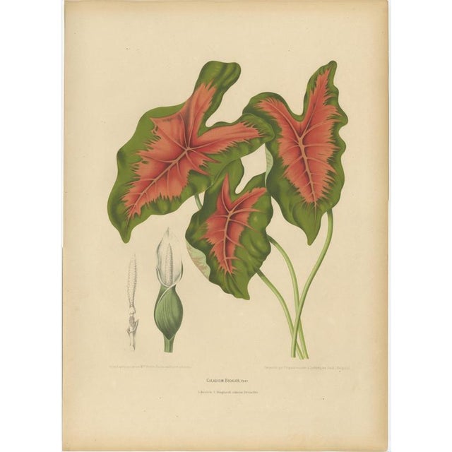 Berthe Hoola van Nooten, Heart of Jesus Caladium, 1880, Chromolithograph For Sale - Image 11 of 11