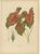 Berthe Hoola van Nooten, Heart of Jesus Caladium, 1880, Chromolithograph For Sale - Image 11 of 11