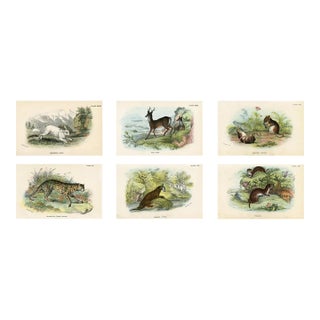 1890s, Mammal Prints, Set of 6, Original Antique Prints, Lithographs, England For Sale